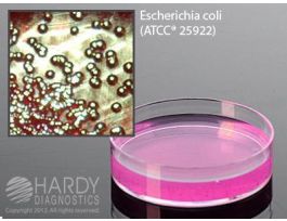 MEDIUM MENDO LES AGAR W/SMALL PLTD PK10