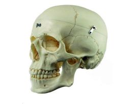 MODEL OSTEOLOGICAL SKULL 9PRT ADV-SP