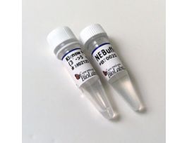 KLENOW FRAGMENT (3'-5' EXO-)