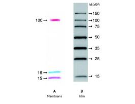 ECL DUALVUE WESTERN MARKERS