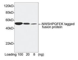 (NWSHPQFEK ANTIBODY (PAB) RABBIT)