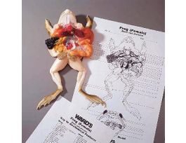 MODEL BULLFROG DISS M