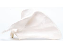 MODEL SCAPULA