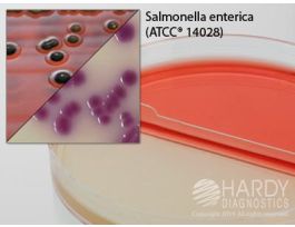 HC SALMONELLA/XLT4 AGAR15X100MM BIPLT