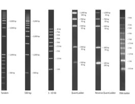 DNA LADDER 500BP W/TYII LOADING BUFFER