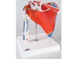 MODEL SHOULDER JOINT W ROTATOR CUFF