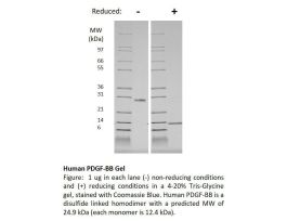 100-18-500UG HUMAN PDGF-BB