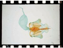 HONEYBEE-STINGER (WM) (APIS MELLIFERA)