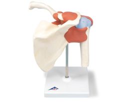 MODEL DELUXE FUNCTIONAL SHOULDER