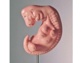 MODEL EMBRYO