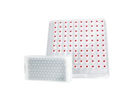 ASM 10-425 CL /P WHT CAP T/S