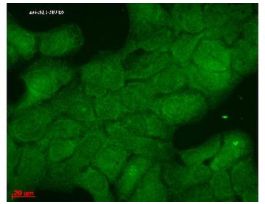 HSP40 HDJ1 ANTIBODY 100UG