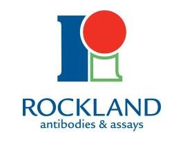 H5N1 ANTIBODY VN04-8 100UG