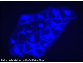 BLUE CYTOPLASMIC MEMBRANE KIT