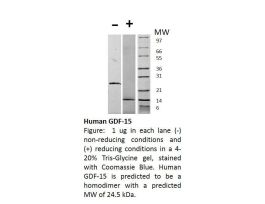 HUMAN GDF-15 (AF) 5UG