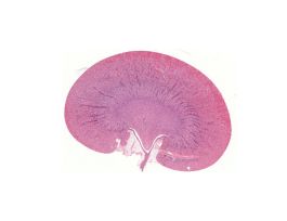 KIDNEY-ENTIRE(MLS)H&E(RAT)CORTES MEDULLA