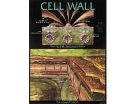 CHART WALL CELL WALL 46 CM X 61 CM
