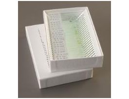 ALGAE/ENVIRONMENTAL PROBLEMS SET/25