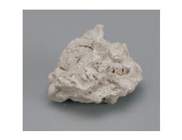 FOSSIL BRACHIOPOD SHELL