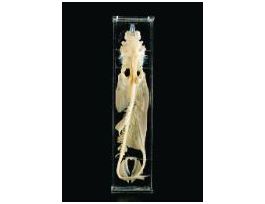 DOGFISH SKELETON MUSEUM MOUNT WITH KEY