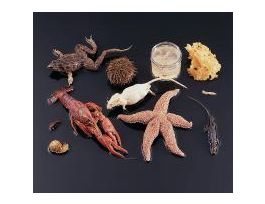 ANIMAL SYMMETRY SURVEY SET/11 SPECIMENS