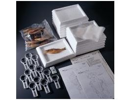 ADVANCED PERCH DISSECTION LAB