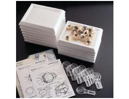 ADVANCED COW EYE DISSECTION LAB