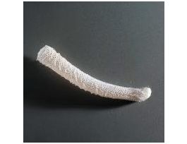 EUPLECTELLA ASPERGILLUM (REC.) DRY 10 +