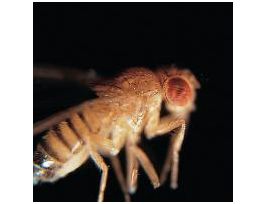 DROSOPHILA WILDTYPE VIRGIN FEMALES PK/30