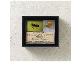 INSECT IN AMBER (MIO.) 3/4-1 MOUNT DR