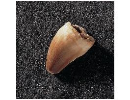 MOSASAURUS ANCEPS (CRET.) TOOTH