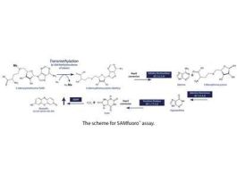 METHYLTRANSFERASE ASAY3 100RXN