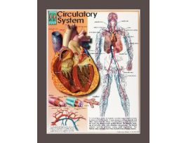 CHART SYSTEMS OF THE HUMAN BODY SET/4