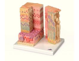 MODEL MICROANATOMY EYE