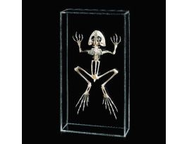 BULLFROG SKELETON ARTICULATED NATURAL