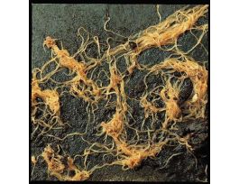 ENCHYTRAEUS (WHITE WORMS) 30/35