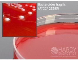 BRUCELLA AGAR WITH HEMIN AND VITAMIN K