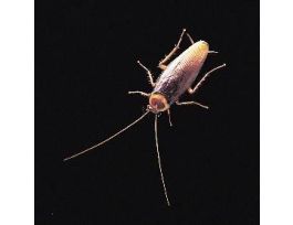 AMER COCKROACH (P. AMERICANA-50) UNSEX.