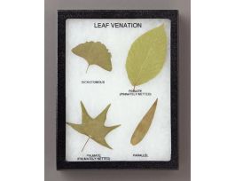 LEAF VENATION RIKER MOUNT