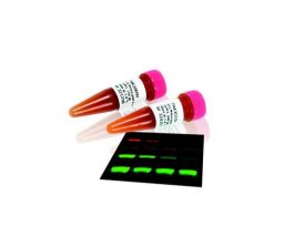 AB GT ANTI-MOUSE IGG CY3 ECL PLEX 150UG