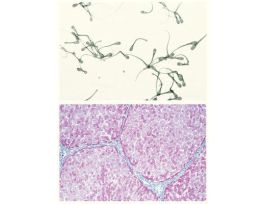 INTRODUCTORY VETERINARY SET SET/25