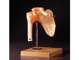 MODEL FUNCTIONAL SHOULDER