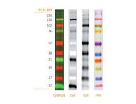 ECL PLEX FL RAINBOW 120UL