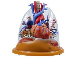 MODEL HEART AND LUNGS