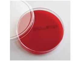 COLUMBIA CNA AGAR PKG/10 PLATES