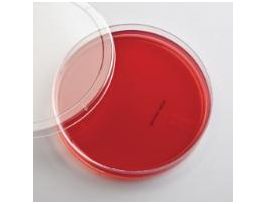 MACCONKEY AGAR PLATES PKG/10