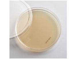 AGAR (COMPLETE YED) PKG/10 PLATES