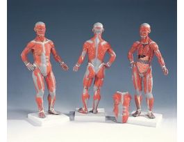 MODEL MINI MUSCULAR FIGURE