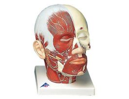 MODEL HEAD AND NECK MUSCULATURE
