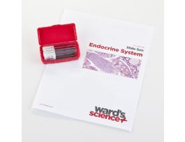 ENDOCRINE SYSTEM SET SET/4